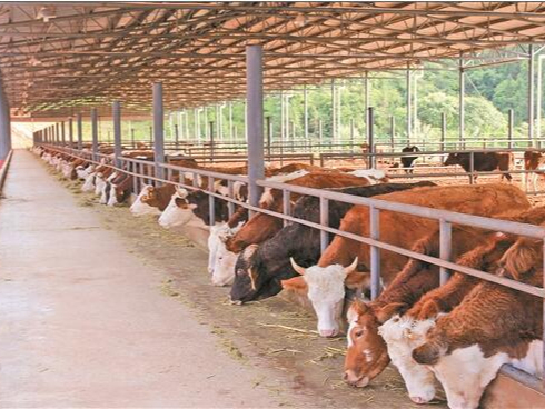 養(yǎng)殖場(chǎng)除臭不用擔(dān)心，微菌環(huán)境很在行