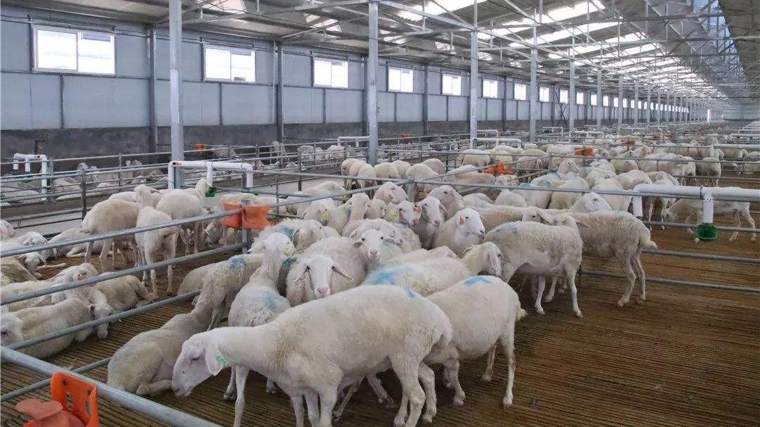 微菌環(huán)境攜手梭梭拉達(dá)種養(yǎng)殖舍，解決養(yǎng)殖舍除臭大難題